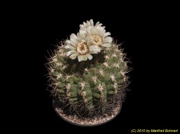 Gymnocalycium spec. BO 133 2503